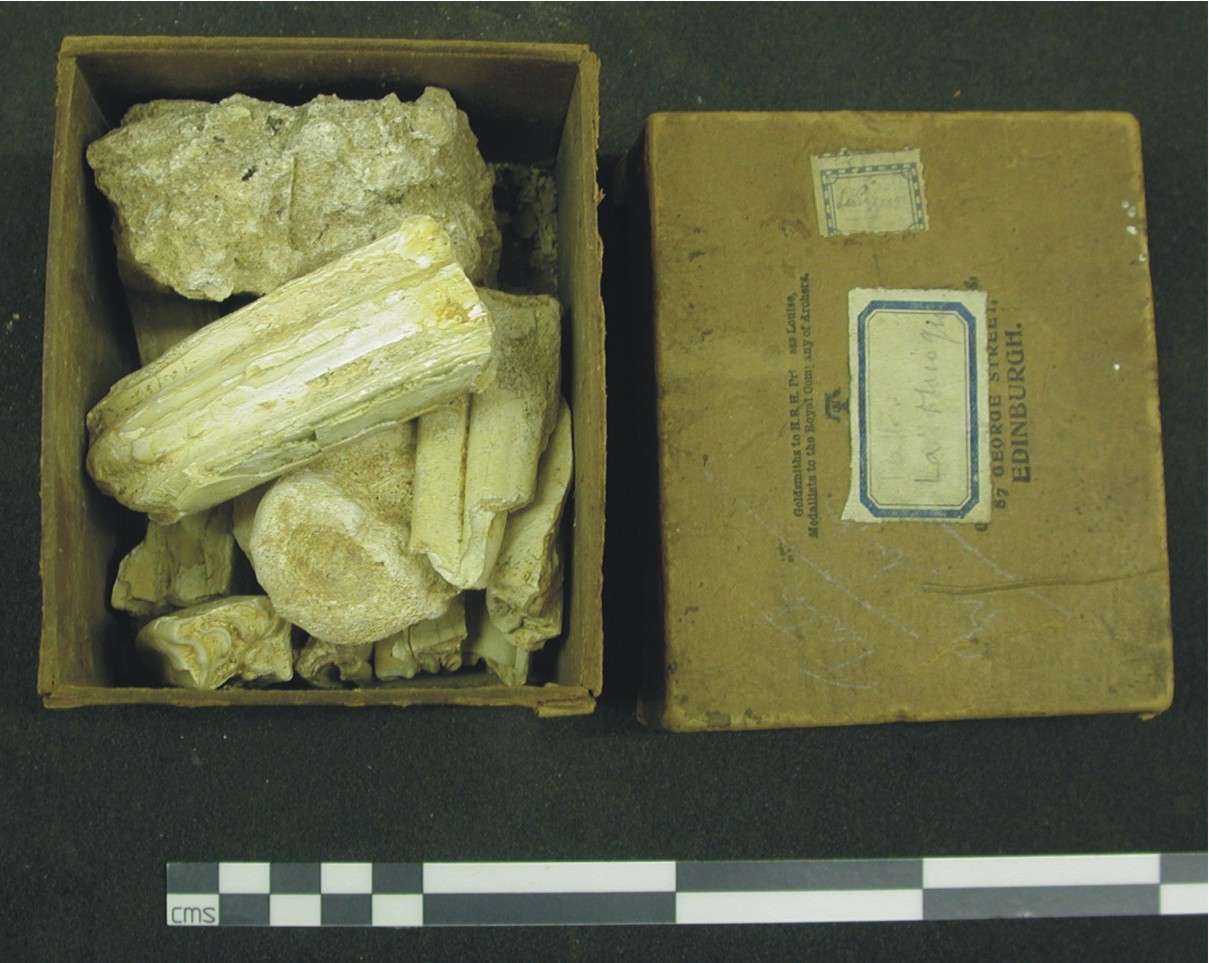 Image for: Mammoth tooth and bone fragments