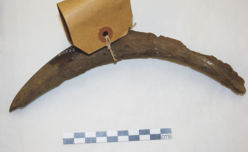 Image for: Fragment of an ibex horn