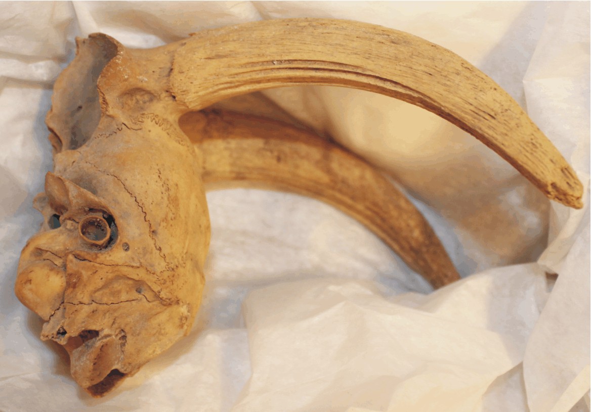Image for: Animal skull, likely of a goat