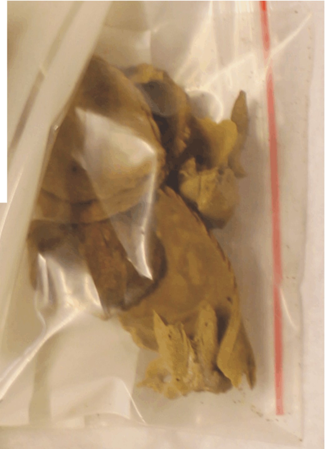 Image for: Fragment of a bird skull