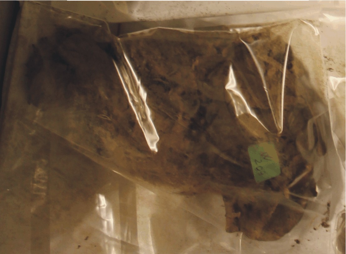 Image for: Mummified animal remains