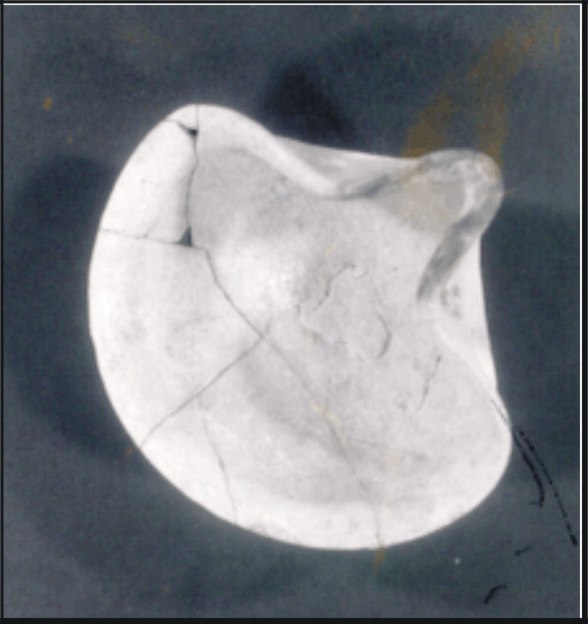 Image for: Shell or saucer lamp